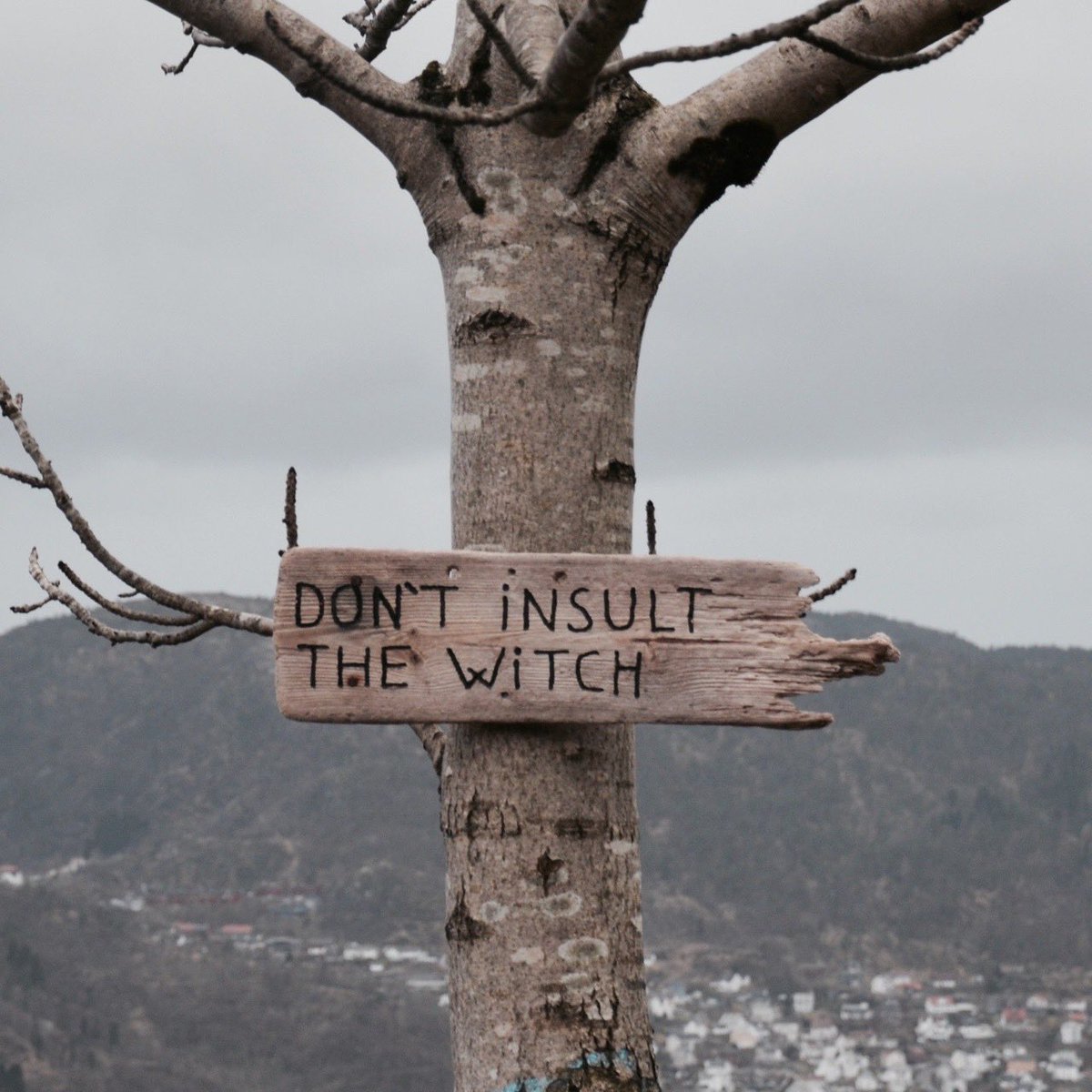 an old tree with a sign post, reading Don't insult the witch