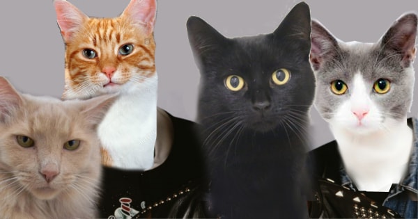 Depeche Mode as cats
