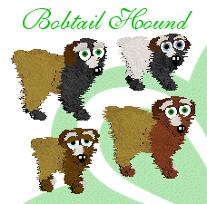 Original Bobtail hounds