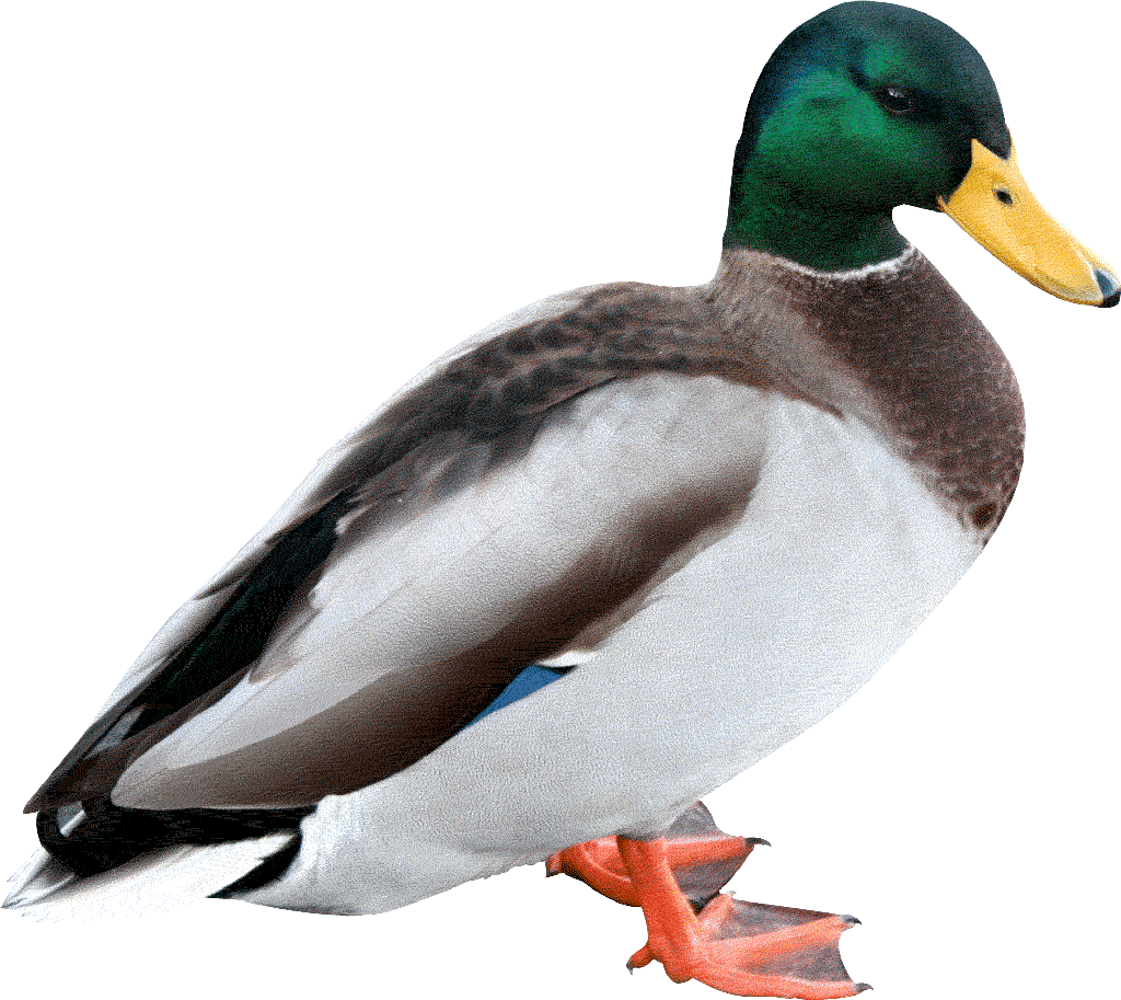 duck 0