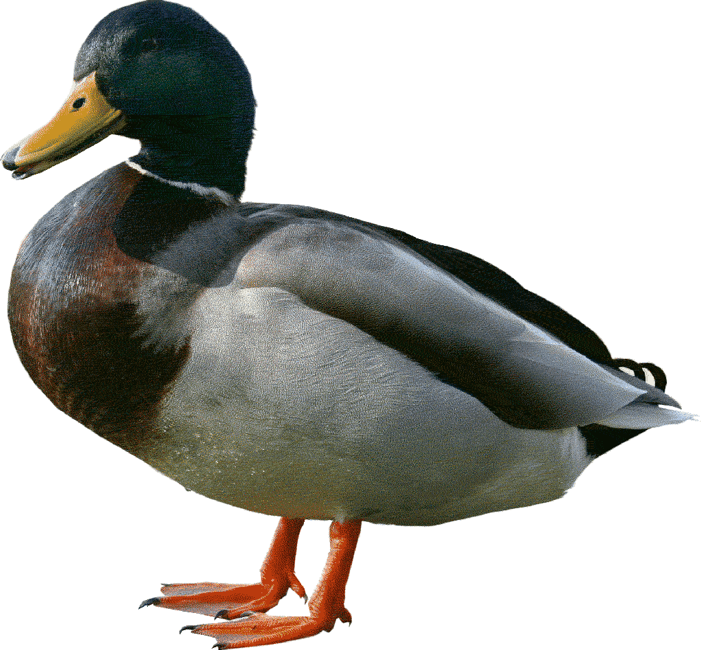 duck 0