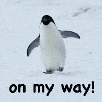 gif of a penguin walking