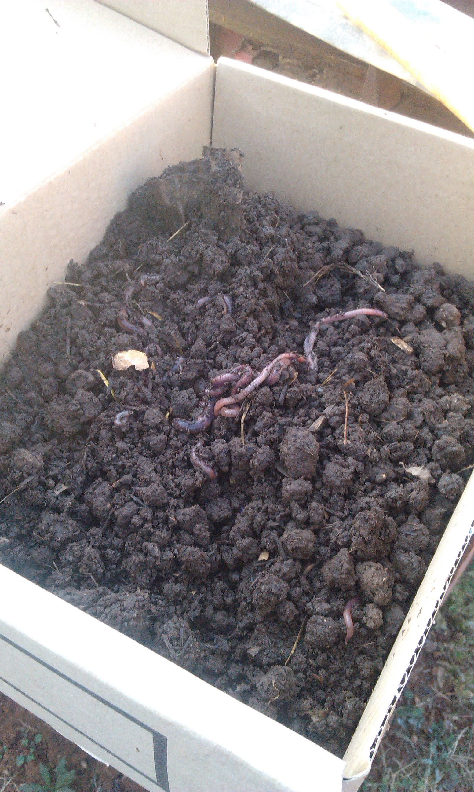 First Worms